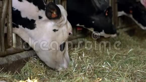奶牛场谷仓里的牛荷斯坦奶牛喂养农业产业视频的预览图