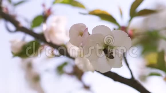 蜜蜂收集花粉和花蜜作为整个蜂群的食物给植物和花授粉春季视频的预览图