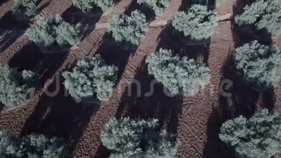 亚恩附近橄榄树的空中视野视频的预览图