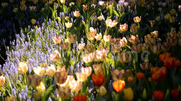 美丽的风信子花和郁金香在花园里绽放视频的预览图