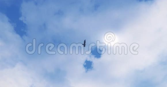 老鹰飞越太阳光太阳光和太阳耀斑云天堂场景视频的预览图
