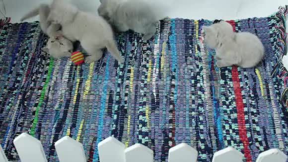 可爱的英国短毛小猫在地毯上玩耍视频的预览图