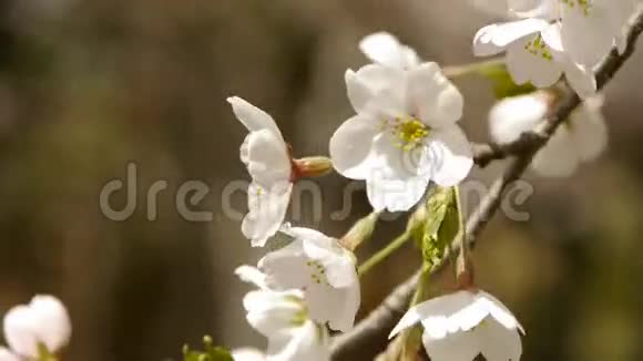 美丽的樱花在风中颤抖视频的预览图