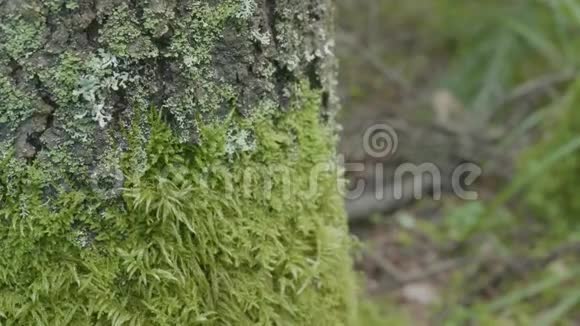 美丽的绿色苔藓苔藓生长在树上苔藓背景优美苔藓上的叶子秋天森林自然视频的预览图