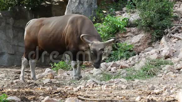 班腾或红牛男性在森林中站立和吃草在HD视频的预览图