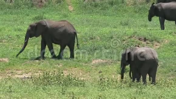 草原上放牧的非洲大象群视频的预览图