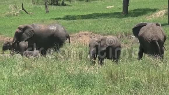 草原上放牧的非洲大象群视频的预览图