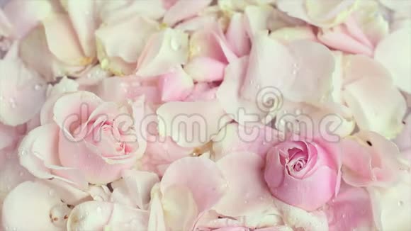 大理石背景上的玫瑰花瓣视频的预览图