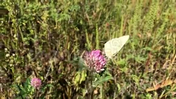 一朵红花上的帝王蝴蝶视频的预览图