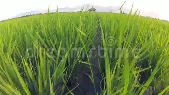 非常广阔的稻田视频的预览图