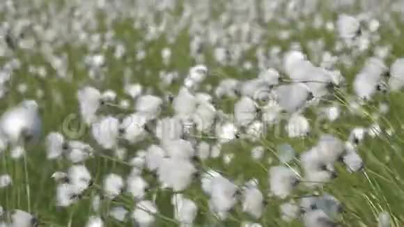 风中的棉花草视频的预览图