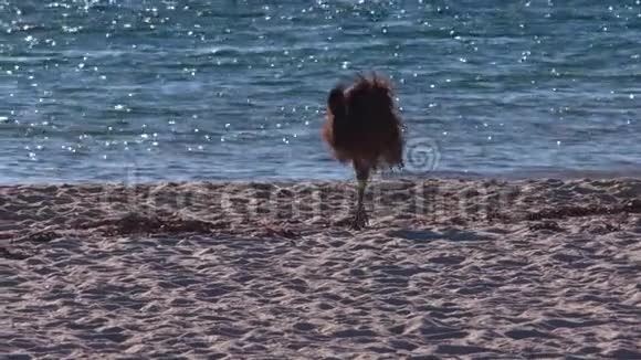猴子米娅海滩上的Emu视频的预览图