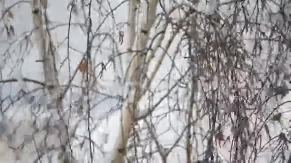冬天落在无叶桦树背景上的雪视频的预览图
