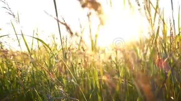 草地上的草地和阳光视频的预览图