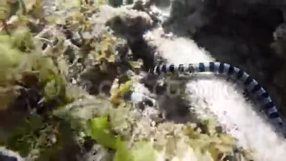 海蛇被绑在海里视频的预览图