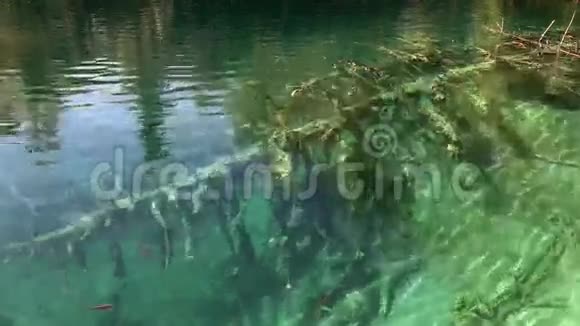 湖中的近树视频的预览图
