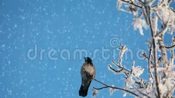 一群人在白雪覆盖的树上视频的预览图