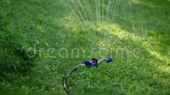 草地花园草坪洒水系统在花园的绿色草地上撒些水视频的预览图