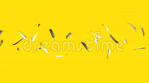黄色羽毛在黄色背景上视频的预览图