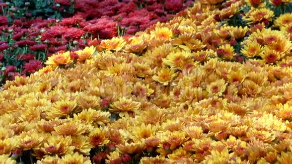 菊花的美丽的花毯视频的预览图