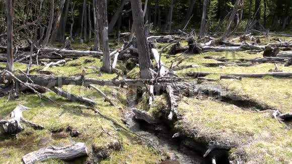 对环境和森林的破坏视频的预览图