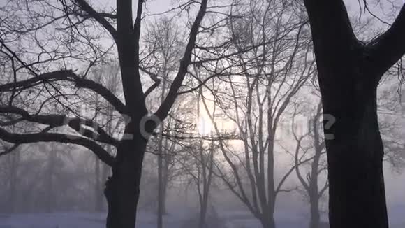 薄雾和冬天公园树的阳光视频的预览图