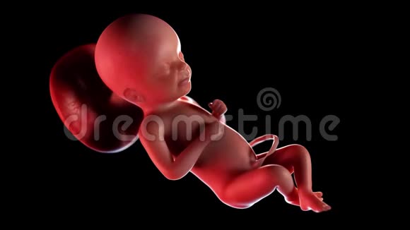 人类胎儿第23周视频的预览图