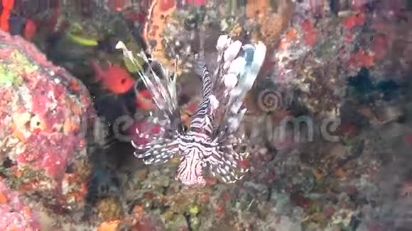 马尔代夫干净的海底水下海洋上的狮鱼蝎子鱼视频的预览图