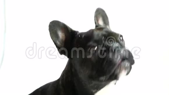 宠物狗法国斗牛犬舔视频的预览图