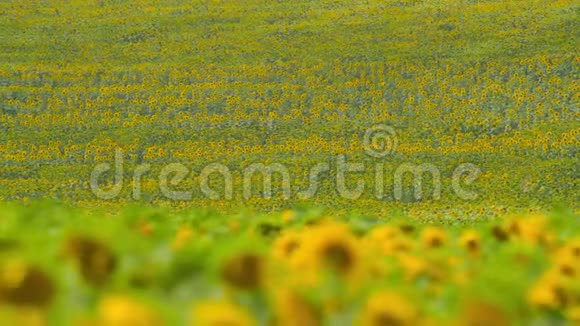 向日葵地鲜艳的黄色花朵美丽的夏季景观视频的预览图