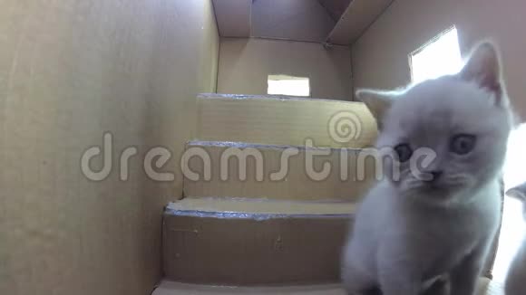 猫纸板屋gopro室内景视频的预览图