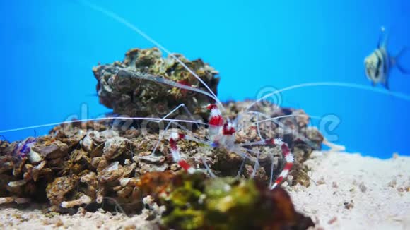 海洋馆里美丽的鱼对水生植物的装饰背景视频的预览图