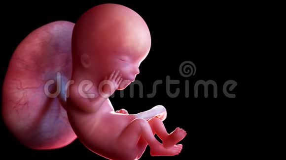 人类胎儿第12周视频的预览图