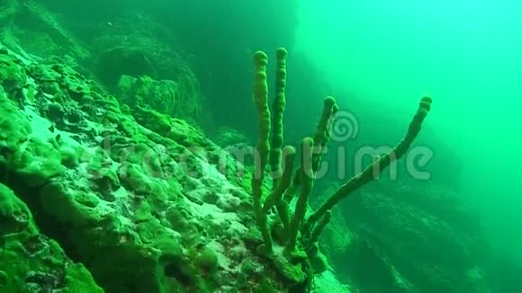 贝加尔湖海绵视频的预览图