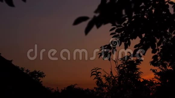 日落与树木分枝剪影潘视频的预览图