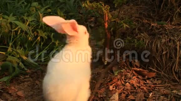 兔子在绿色的草坪上视频的预览图