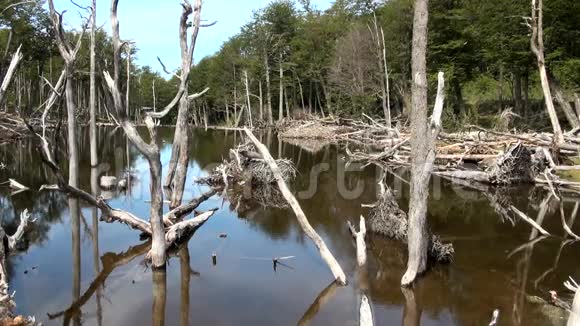 对环境和森林的破坏视频的预览图