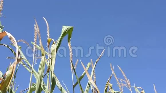 带玉米的耕地视频的预览图