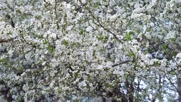 阳光明媚的春天樱花视频的预览图