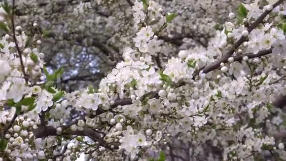 阳光明媚的春天樱花视频的预览图
