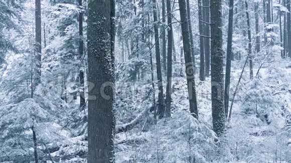冬天的林地下雪了视频的预览图
