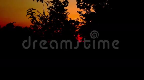 日落与树木分枝剪影潘视频的预览图