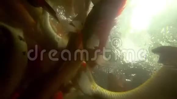 水下锦鲤鱼在池塘里吃视频的预览图