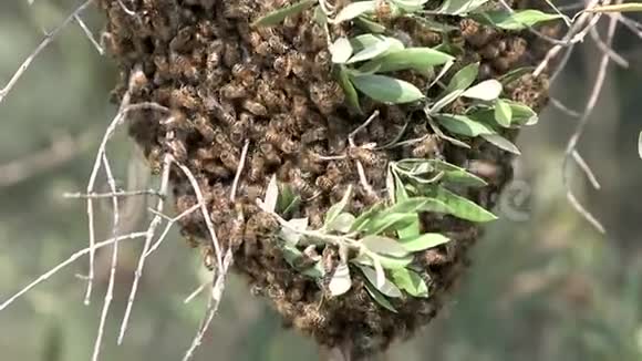 在橄榄树枝上成群结队的蜜蜂视频的预览图