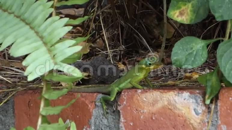 热带的绿色蜥蜴视频的预览图
