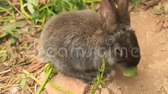 兔子在绿色的草坪上视频的预览图