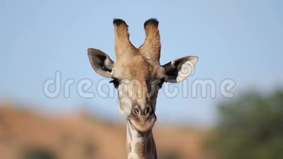 长颈鹿肖像视频的预览图