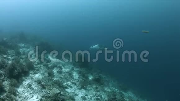 RajaAmpat4k海域的MantaRay视频的预览图