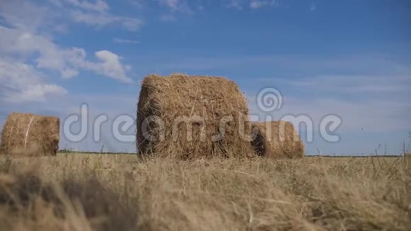 农业养殖概念慢动作视频在美丽的蓝天阴云下的麦田生活方式视频的预览图