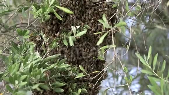 在橄榄树枝上成群结队的蜜蜂视频的预览图